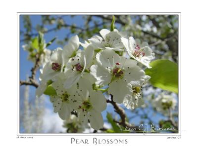 28April2005 Pear Blossoms