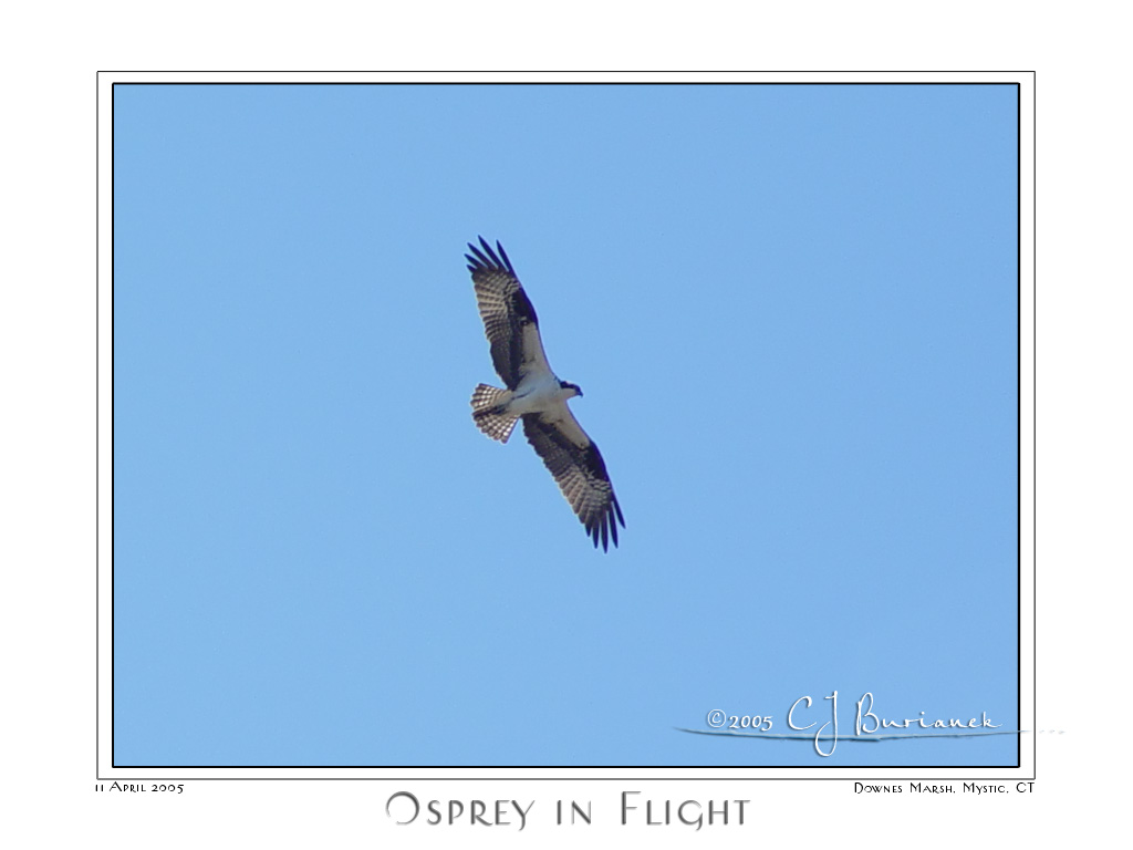 11Apr05 Osprey in Flight