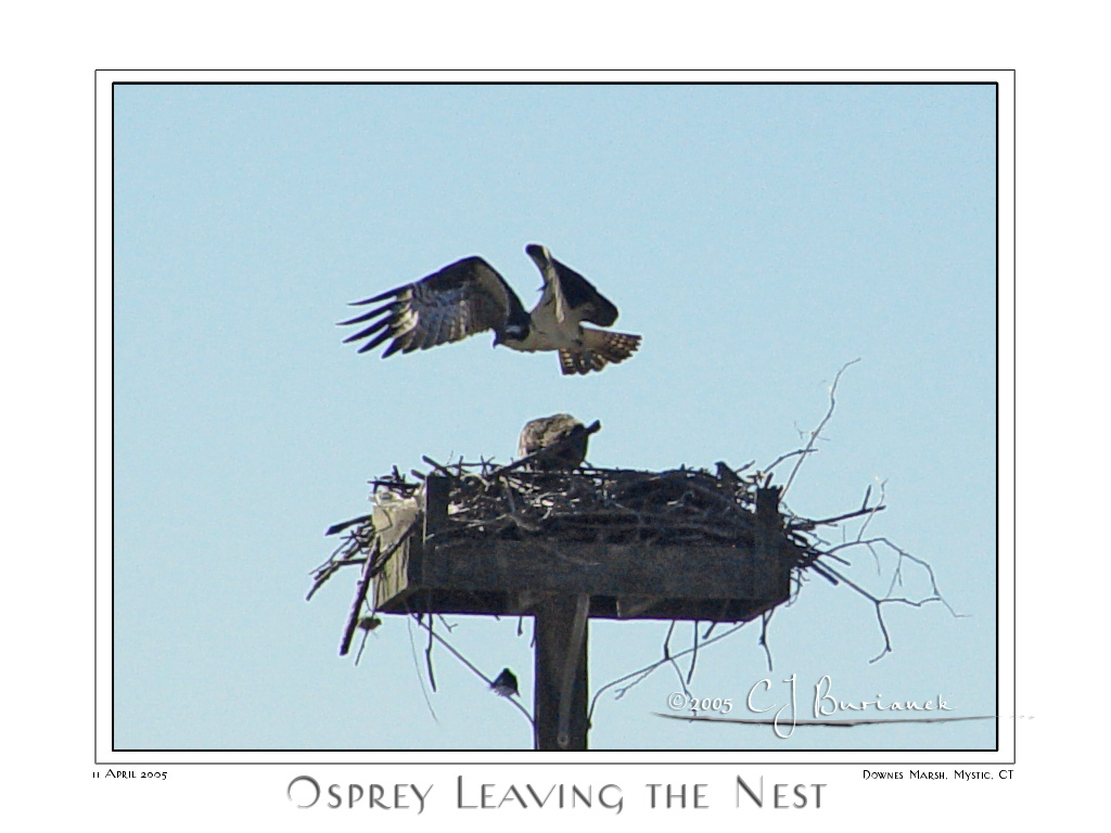 11Apr05 Osprey leaving the Nest