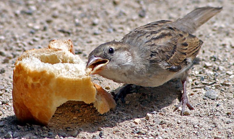 Sparrow in Paris