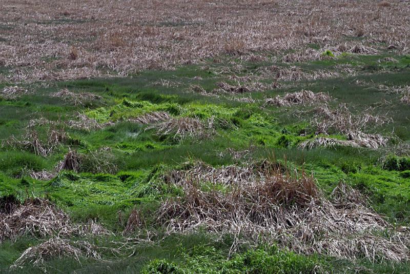Just grass