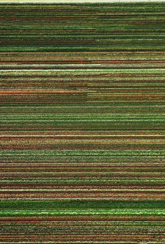 Fields near Amsterdam