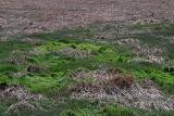Just grass