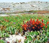 Dunes, California coast