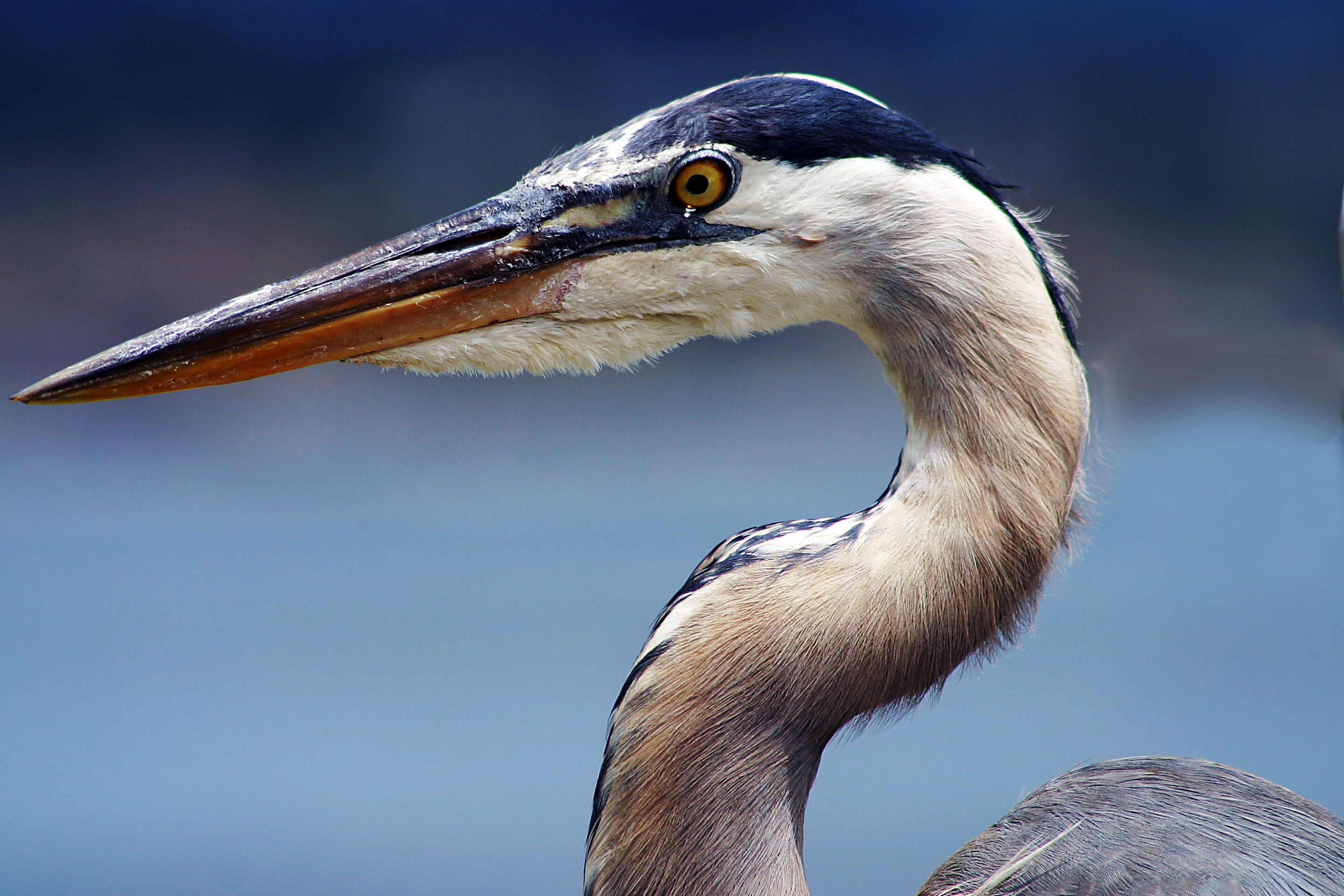 Heron, California