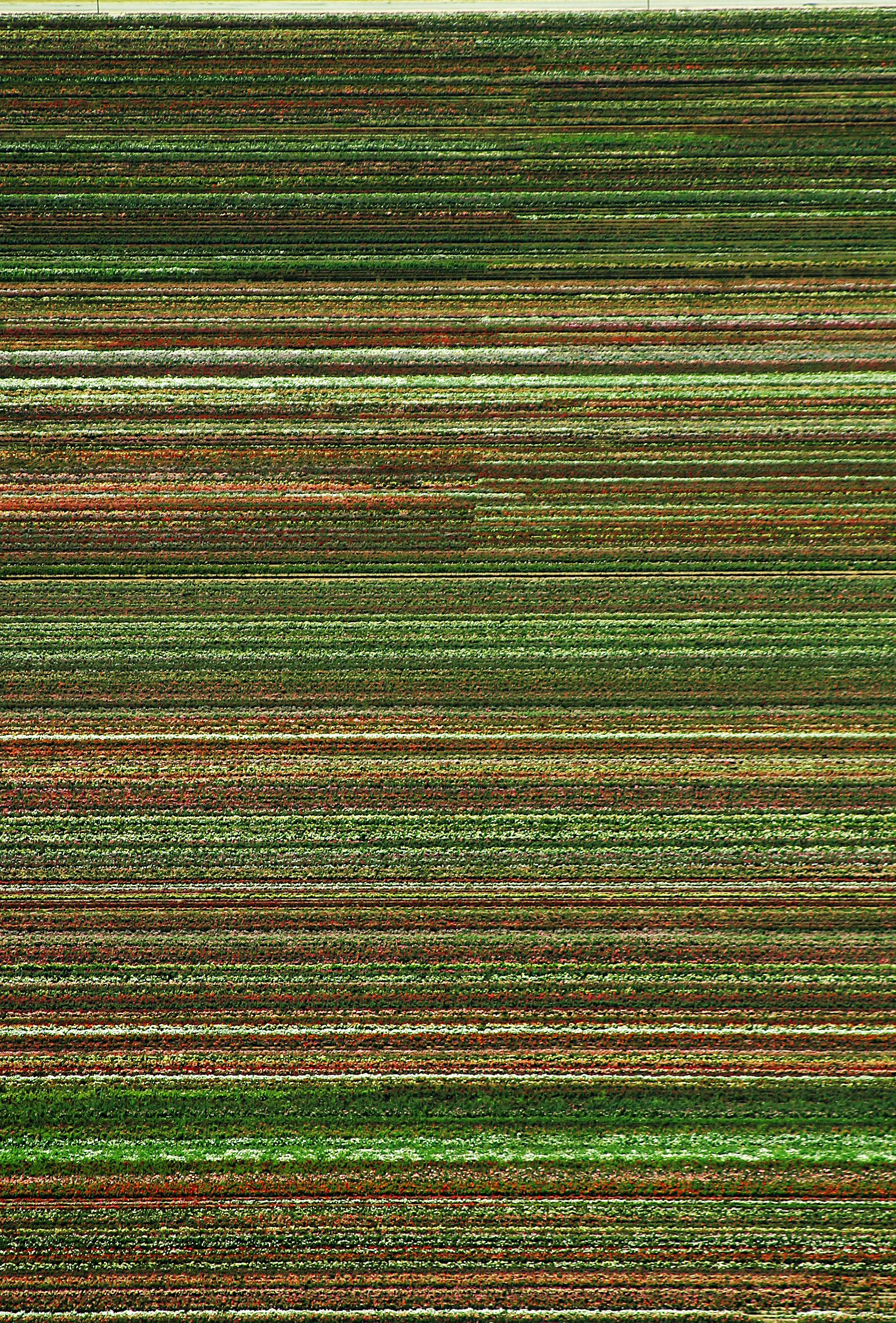 Fields near Amsterdam