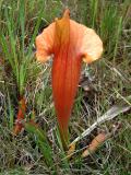 Red Pitcher Plant