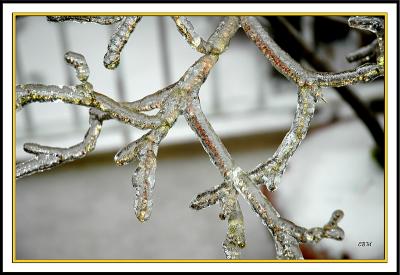 Golden branches enrobed in ice