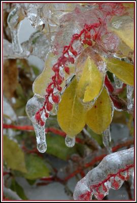 Ice berries !