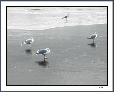 Gulls on ice