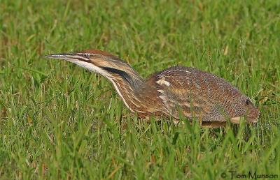  American-Bittern