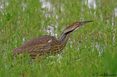  American-Bittern