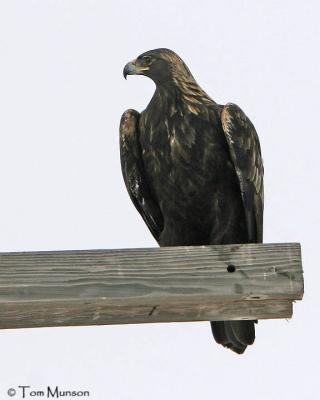 Golden Eagle