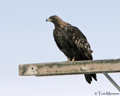  Golden-Eagle