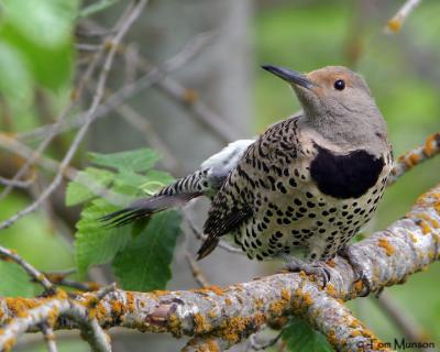 Red-shafted Flicker