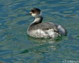  Eared-Grebe