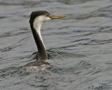  Western-Grebe