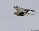 Rough-legged Hawk