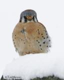 American Kestrel