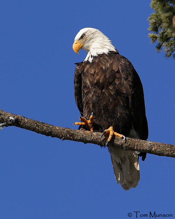  Bald-Eagle