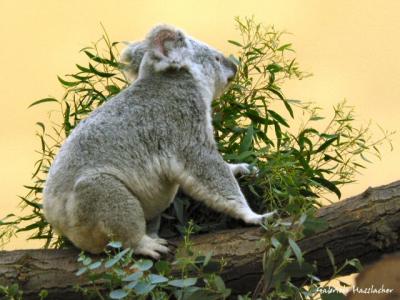 Koala01.jpg