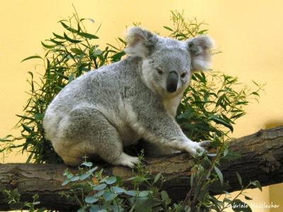 Koala02.jpg
