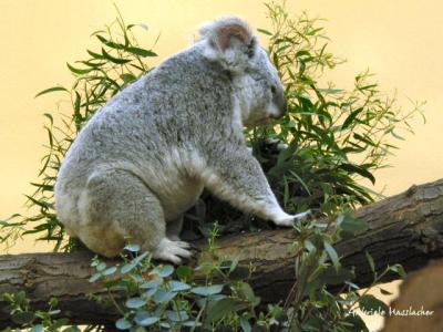 Koala05.jpg