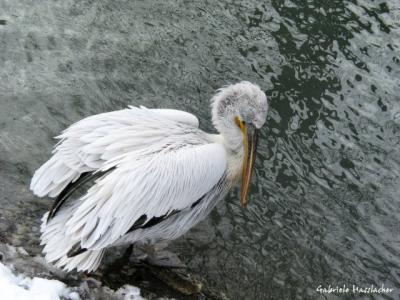 Pelikan01.jpg