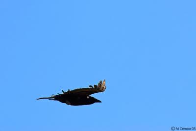 low flying crow