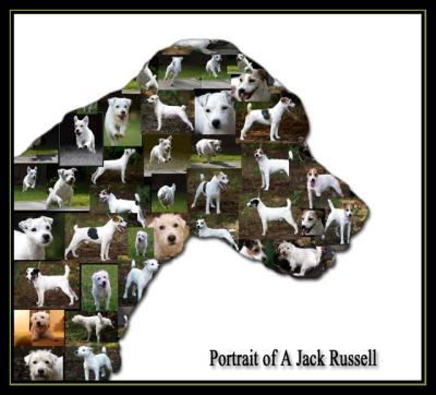 Portrait of A Jack Russell