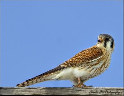 American Kestrel...