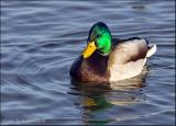 Mallard Drake...
