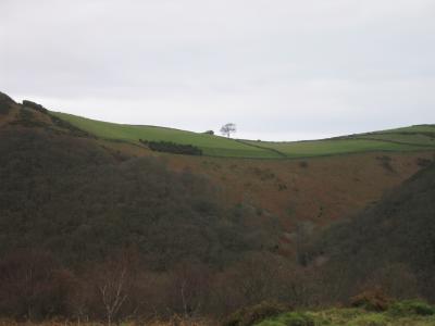 One lonely tree - perspective