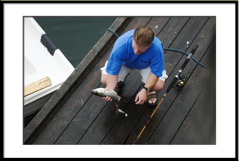 On the dock below, a tourist catches a stripped bass that is too small to keep.