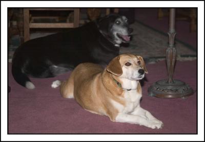 Both doggies relax in the livingroom and...