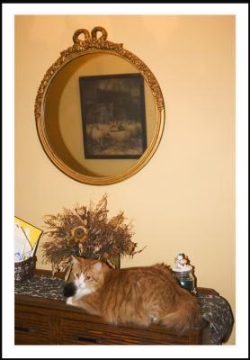 Opie lounges for the camera.