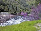 Redbuds along the river.