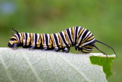 Monarch Caterpillar on Milkweed leaf - 1