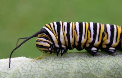 Monarch Caterpillar  on Milkweed leaf - 2