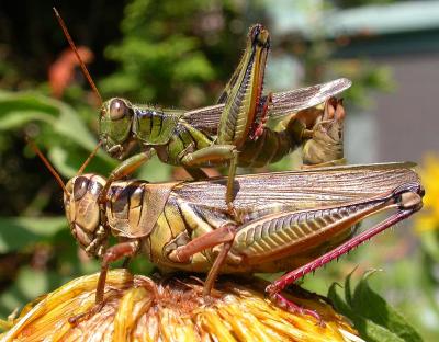 Two-striped grasshopper - Melanoplus bivittatus - pair