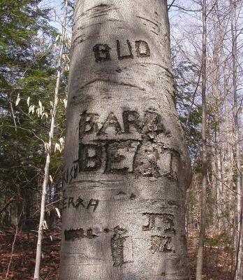 Beech arborglyph at Baird Woods