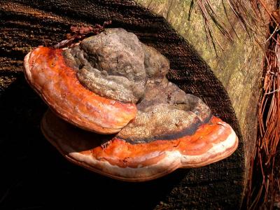 Red-banded-polypore