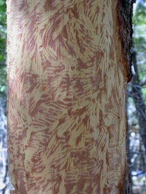 Porcupine-skinned Tamarack  -- detail
