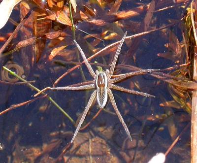 Dolomedes triton -- Six-spotted Fishing Spider