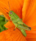 Grasshopper on Daylily 1