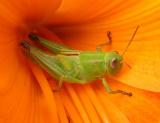 Grasshopper on Daylily 2
