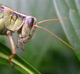 Grasshopper - head close-up