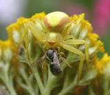 Misumena vatia spider with its prey