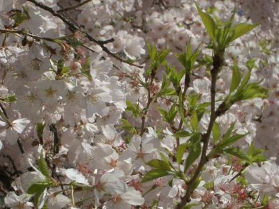 White and Pink and Green.JPG