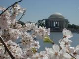 Jefferson Monument and Bud.JPG